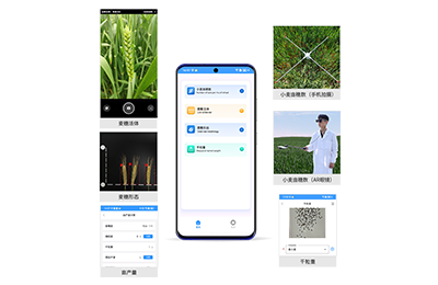 巴中市小麦亩穗数分析仪IN-XM02